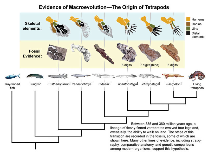 padians-chart-evolution-of-tetrapods.jpg