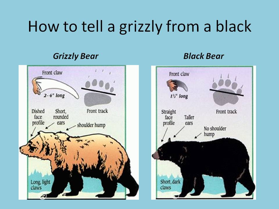 Grizzly Expiration Date Chart 2018