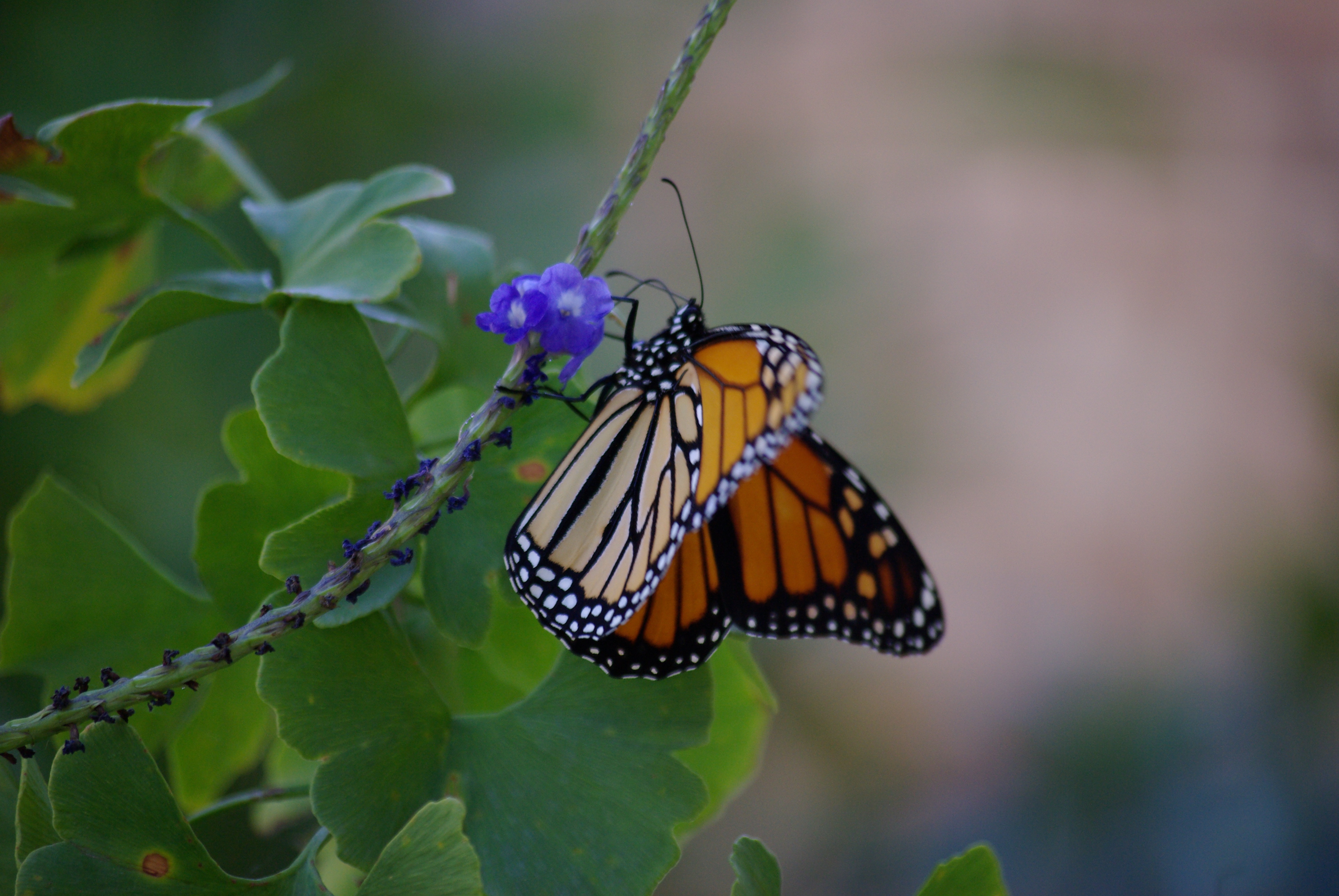 Monarch butterfly on blue porterweed, Dallas, TX October 2010 - photo by Ed Darrell IMGP5343