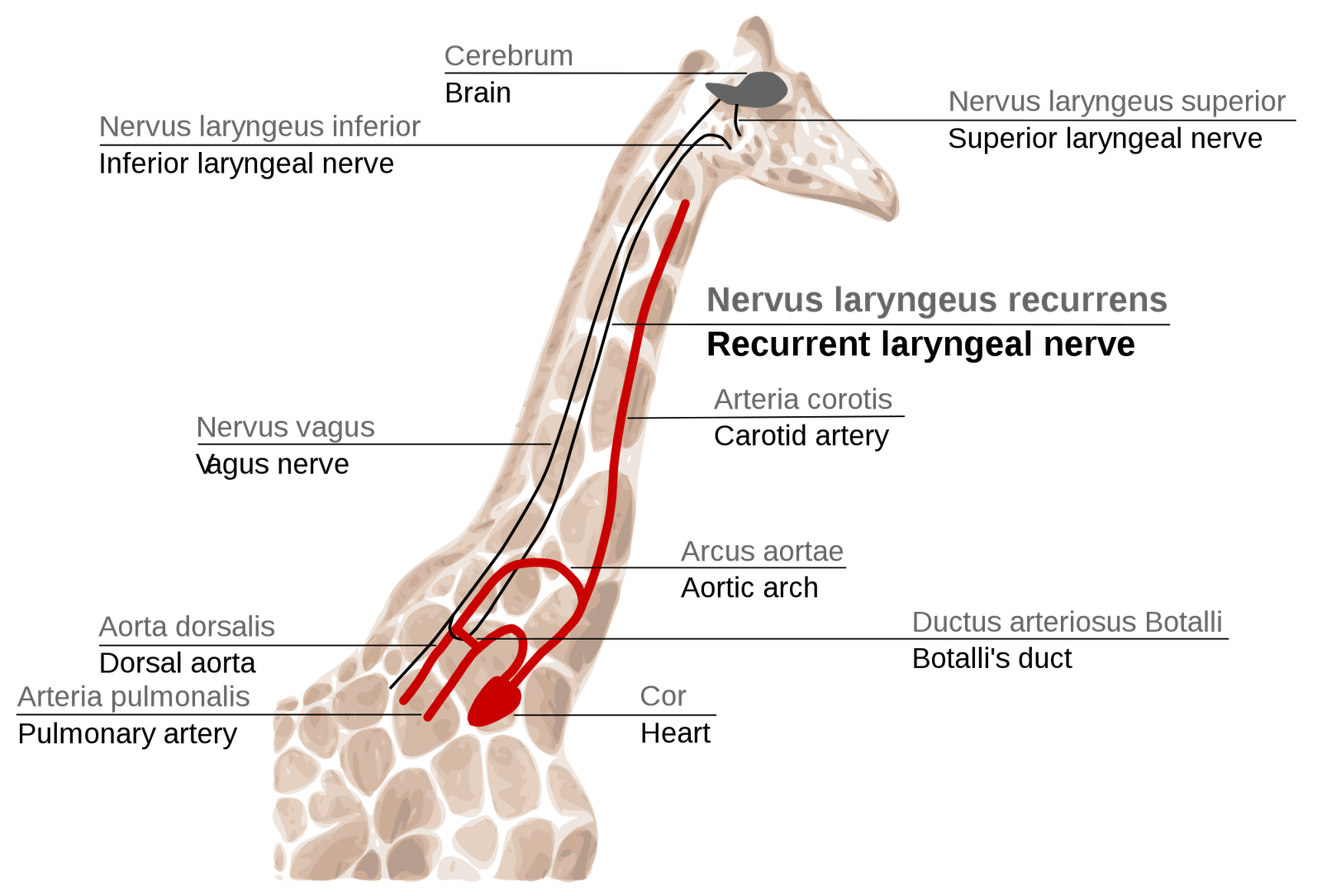 Giraffe's laryngeal nerve, easily explained by evolution; paints of picture of an evil, joker designer otherwise.