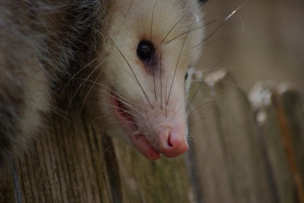 Possum on the fence in Dallas IMGP8930 - Ed Darrell photo, creative commons