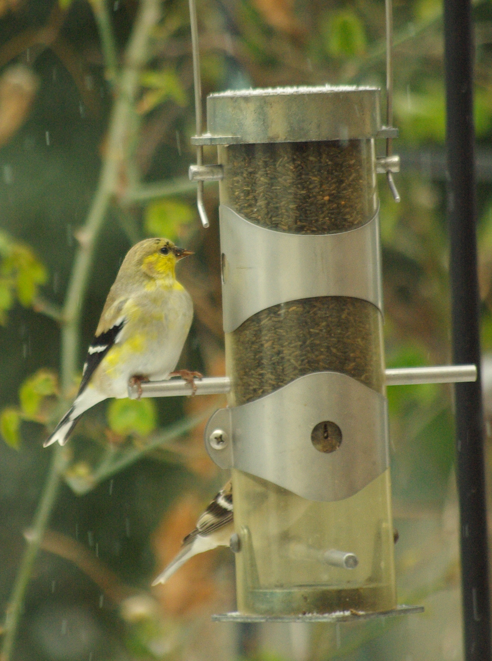 We get the goldfinches in winter, with their winter colors; some of the males may be anticipating spring a bit.